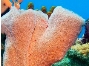 Природные губка. Для чего может пригодиться морская губка? Использование  губок человеком